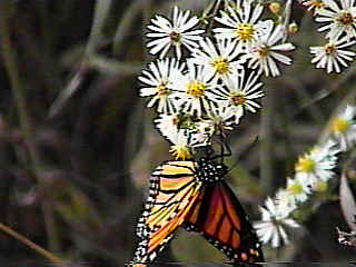 butterfly.jpg (14084 bytes)