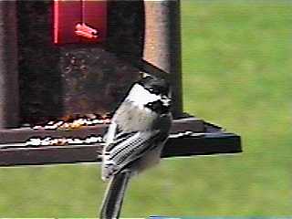 chickadee2.JPG (9499 bytes)