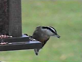 redbrnuthatch4.JPG (6216 bytes)